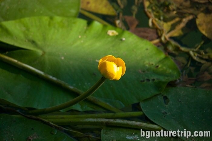 Yellow water lily - closer