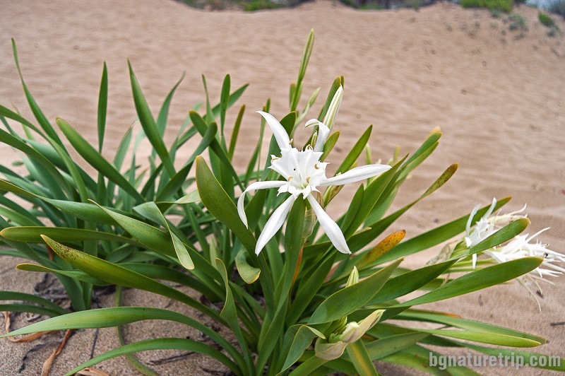 Sea daffodil (Pancratium Maritimum). It is a protected species under the Biological Diversity Act of Bulgaria. Flowering is in July. 
