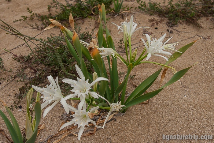 Sand lily (Pancratium maritimum) photographed on the Kavatsi beach, Sozpol