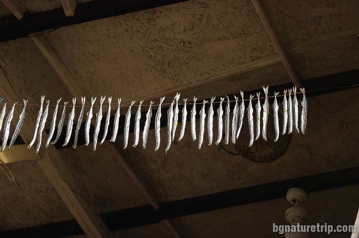 Drying of Jack mackerels in one of the old wooden houses in Sozopol.