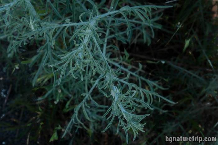  Sea wormwood – Artemisia maritima