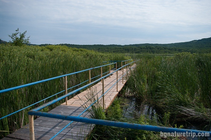 The bridge in the swamp Arkutino