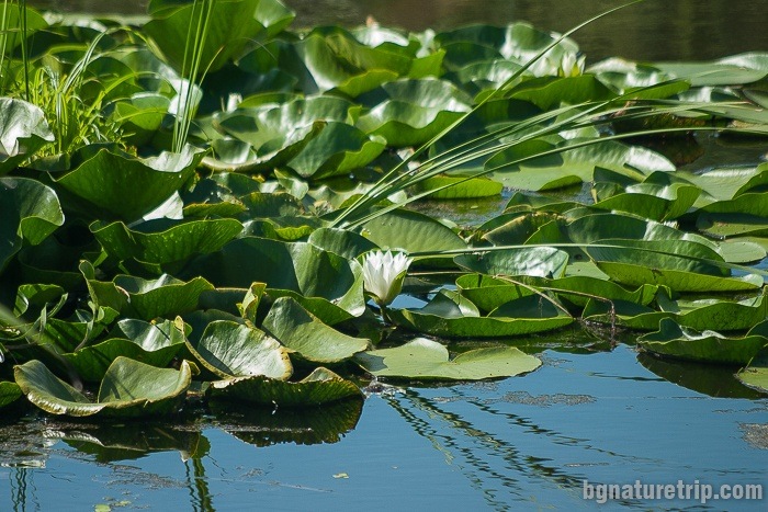 Flowering white water lily (Nymphaea alba)