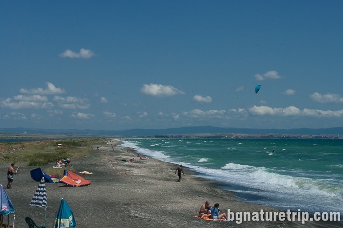 In the summer, at the wild beach around Pomorie, there are also summer-residents.