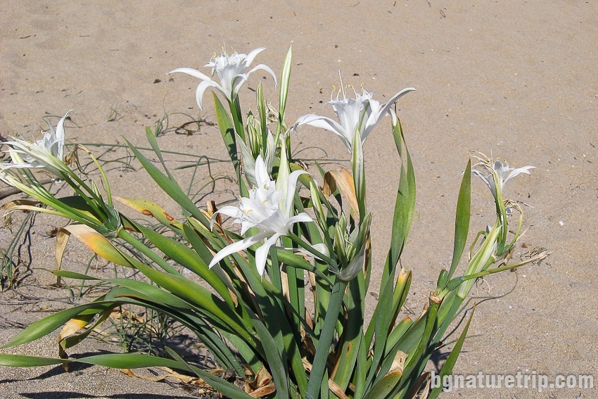  Sea Daffodil (Pancratium maritimum)
