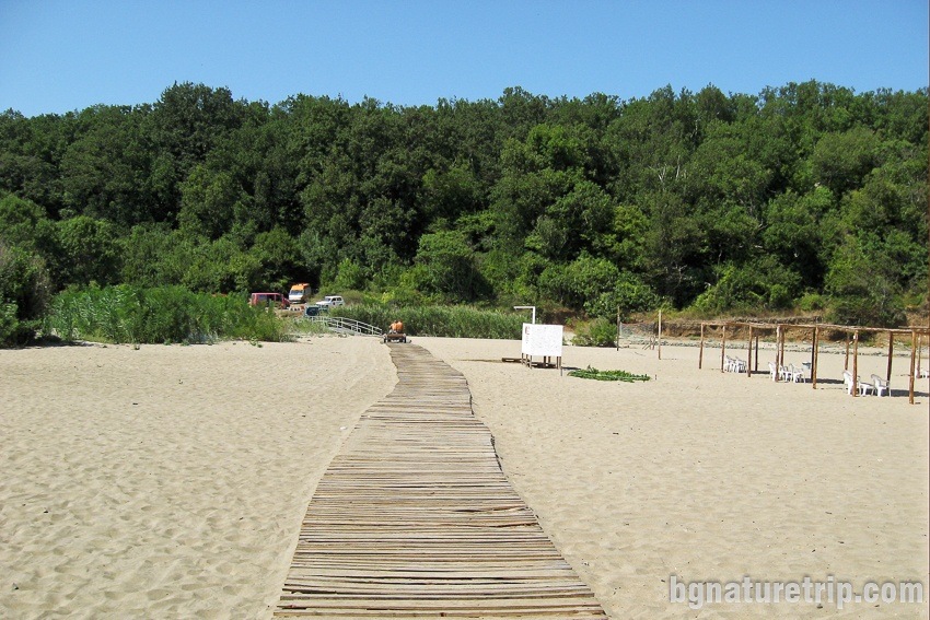 Silistar Beach - the wild forest behind the sand strip