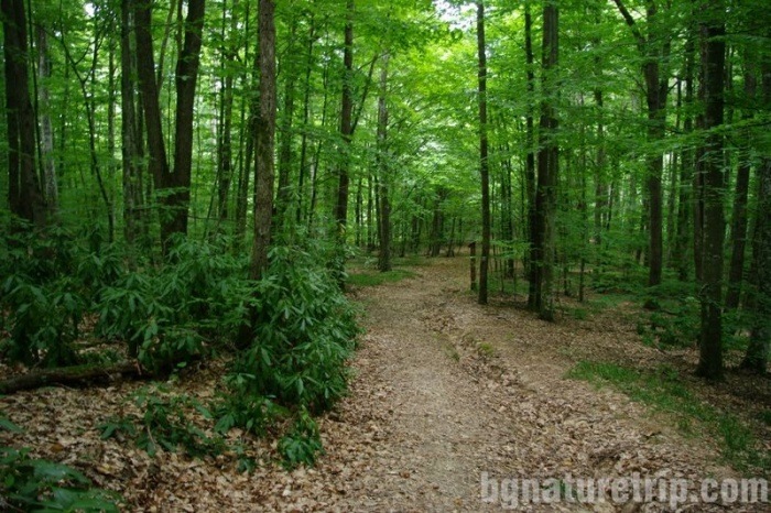 The path to the "Marina Reka" Valley, Strandzha Nature Park, Tsarevo