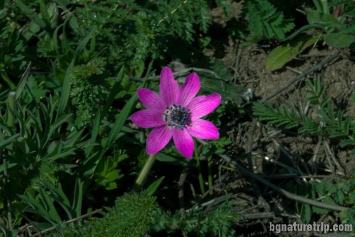 Windflower - Anemone pavonina