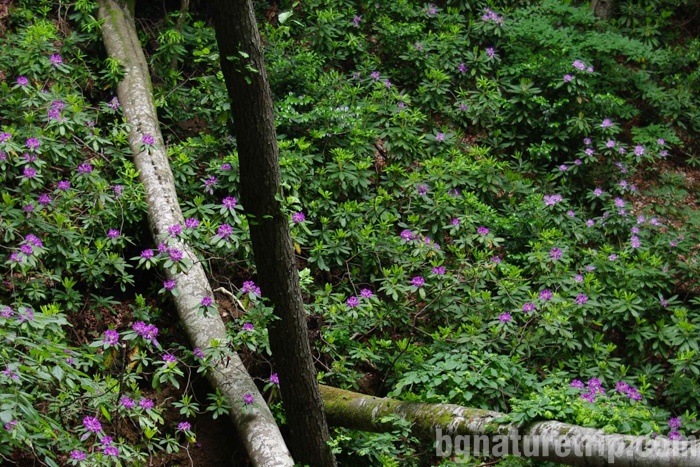  Plenty of flowering Rhododendron ponticum - photographed in May 