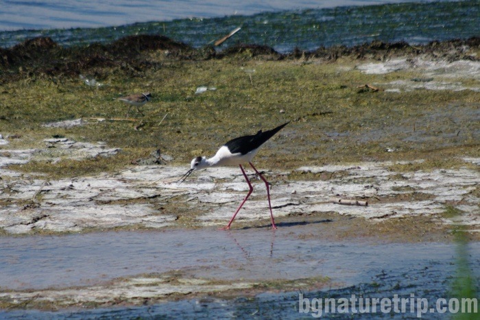 Black-winged stilt  (Himantopus himantopus) that was photographed meters from the visitor building 