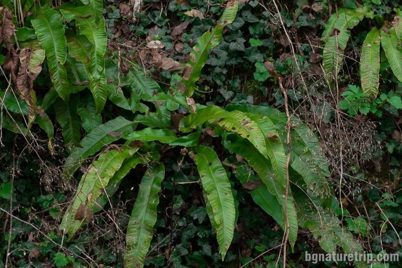Hart's-tongue fern - Phyllitis scolopendrium