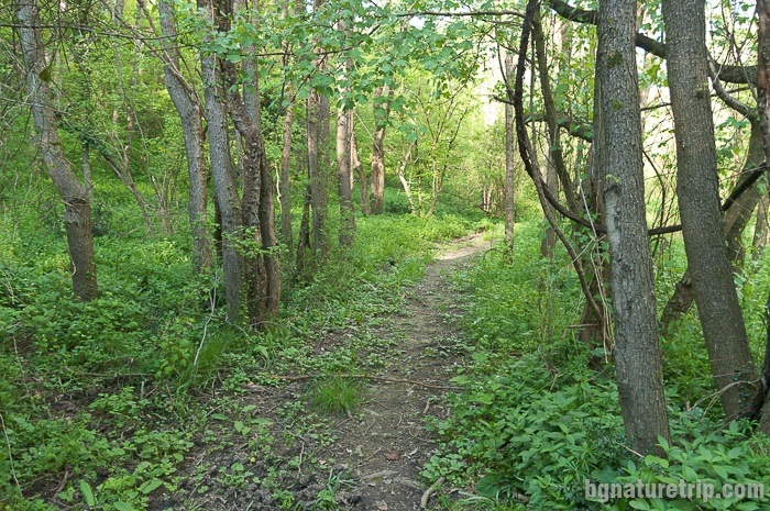 Walking through the forest, near to the Veleka River mouth
