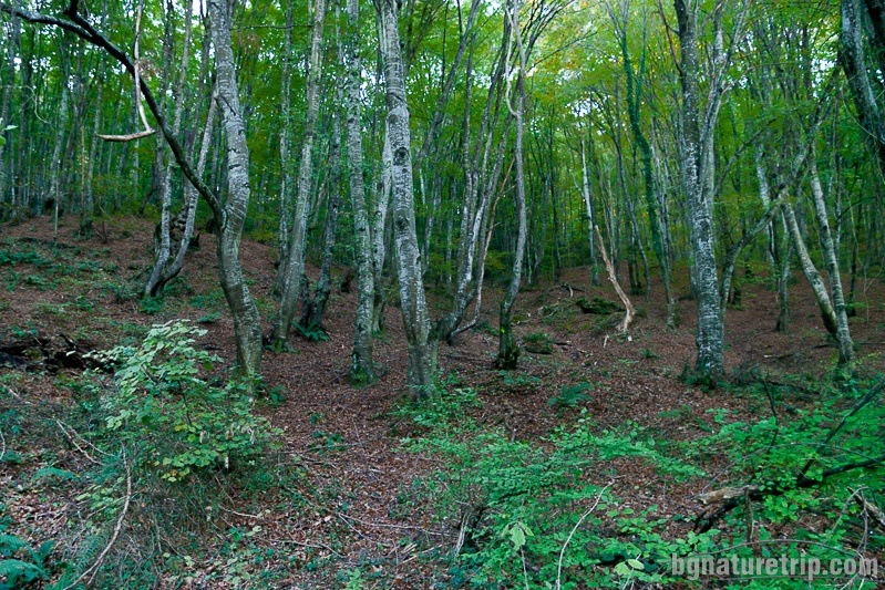 Side view of the forest in the "Kreynero" area