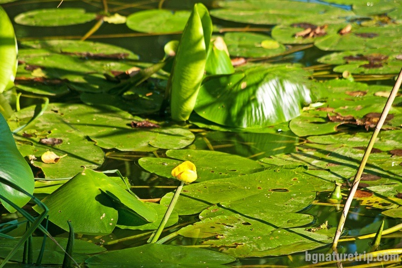  Yellow water lilies ( Nuphar lutea )