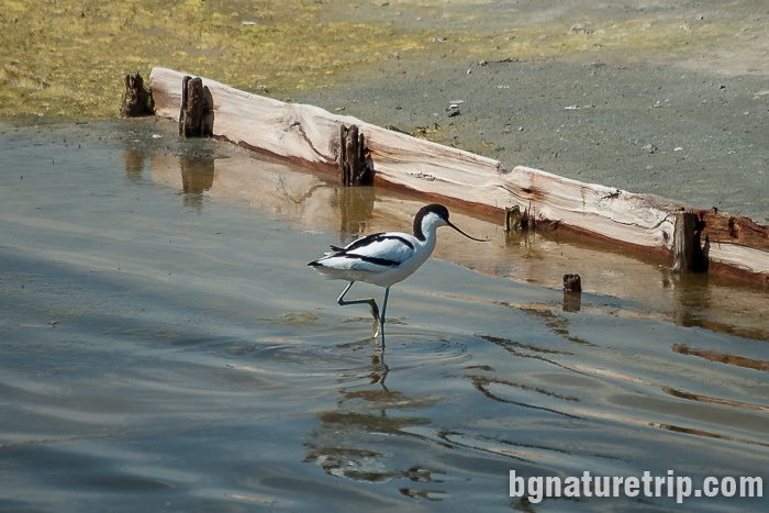 Pied avocet is looking for food