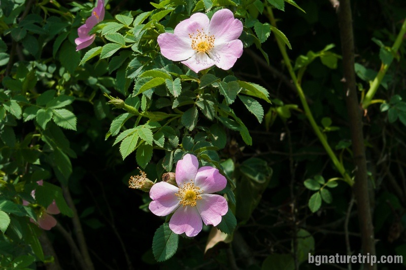 Wild rose (Rosa Blanda) 