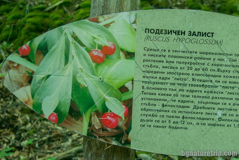 Mouse thorn (Ruscus hypoglossum) information board
